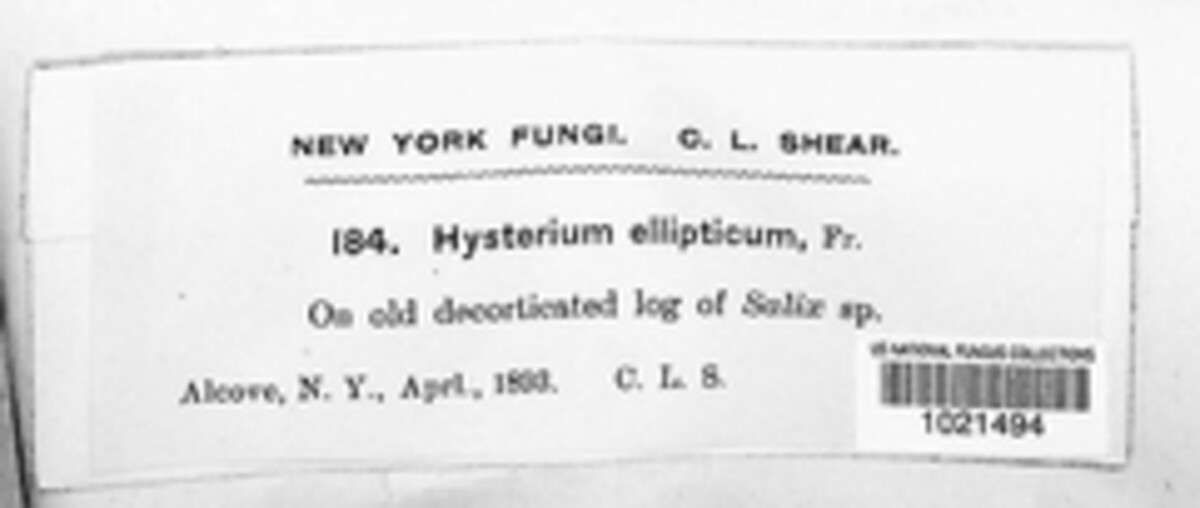 Hysterium ellipticum image